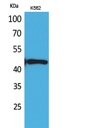 Western Blot analysis of K562 cells using DR3 Polyclonal Antibody