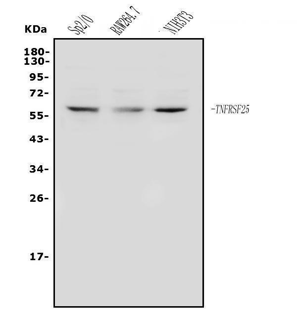 a03227 3 tnfrsf25 primary antibodies wb testing 1
