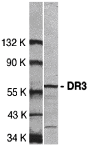 Western blot analysis of DR3 in Jurkat total cell lysate with DR3 antibody at 1:500 dilution