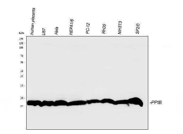 a03229 cyclophilin_b primary antibodies wb testing 1