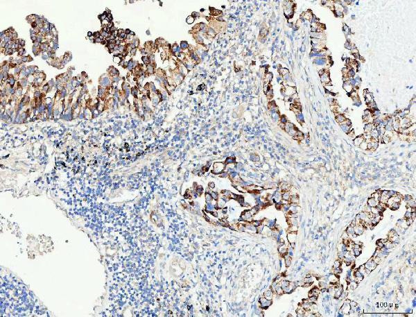  IHC analysis of PRODH using anti-PRODH antibody (A03231-3)