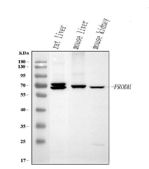  Western blot analysis of PRODH using anti-PRODH antibody (A03231-3)