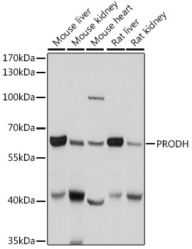 a03231 prodh primary antiboties wb testing 1