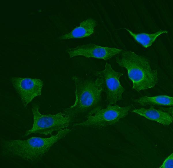 a03232 1 trim25 primary antibodies if testing 5_