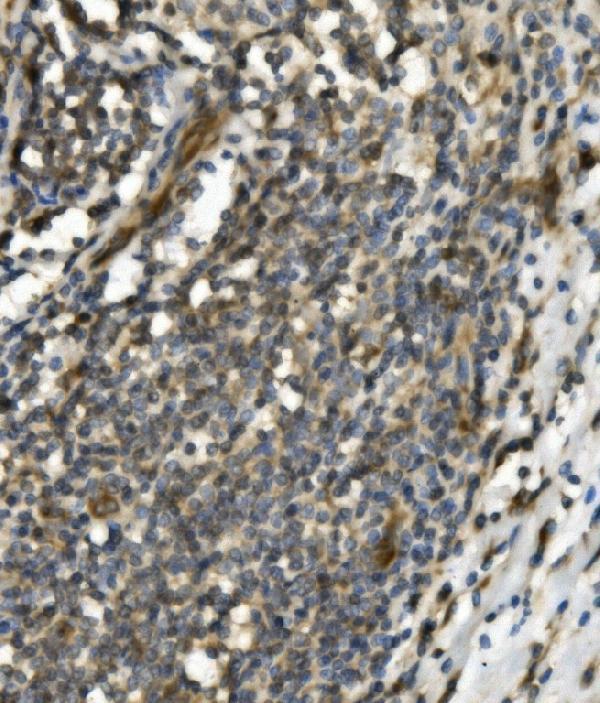 a03232 1 trim25 primary antibodies ihc testing 2