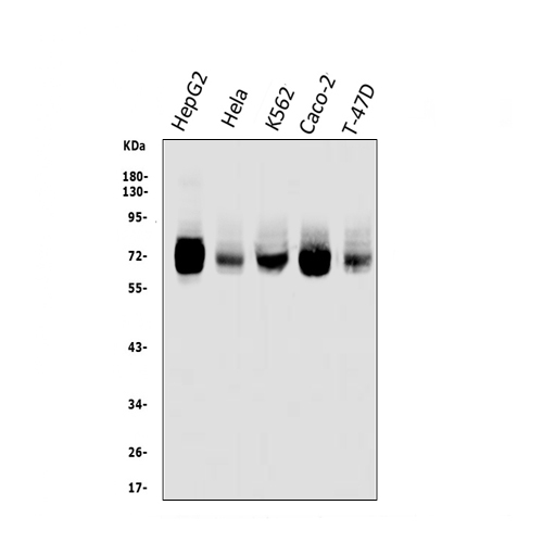 a03232 1 trim25 primary antibodies wb testing 1