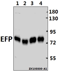 a03232 3 trim25 primary antiboties wb testing 1