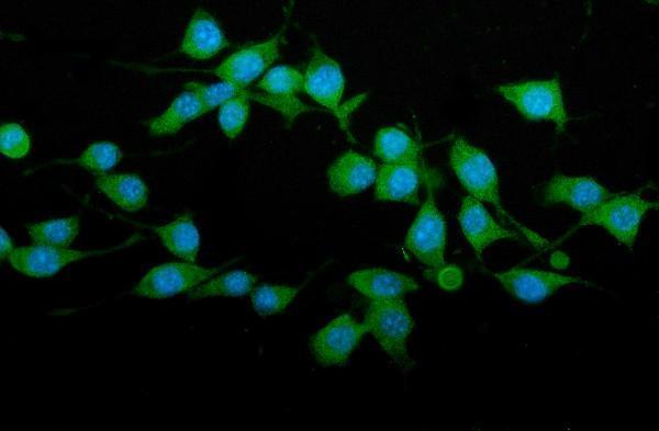a03232 4 trim25 primary antibodies if testing 4