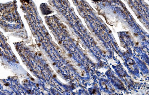 a03232 4 trim25 primary antibodies ihc testing 2