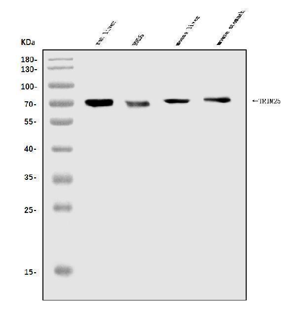 a03232 4 trim25 primary antibodies wb testing 1