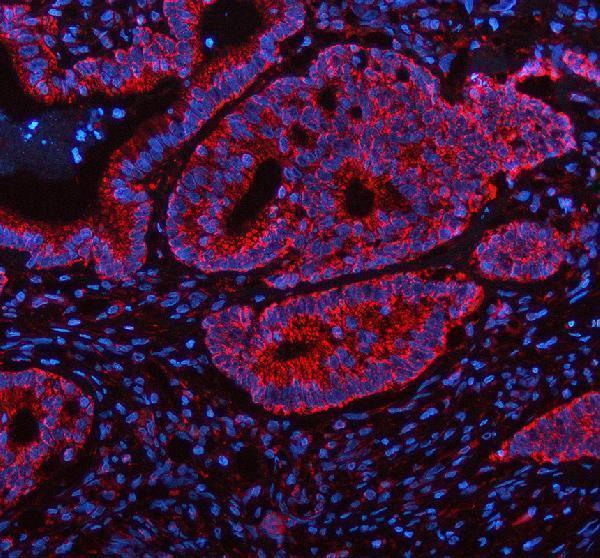 a03233 1 shmt2 primary antibodies if testing 1