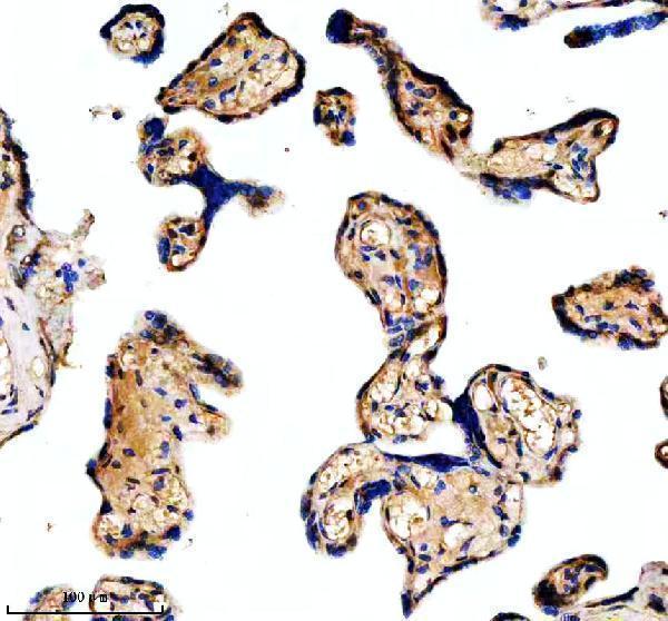 a03233 1 shmt2 primary antibodies ihc testing 1
