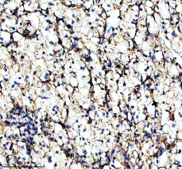 a03233 1 shmt2 primary antibodies ihc testing 9