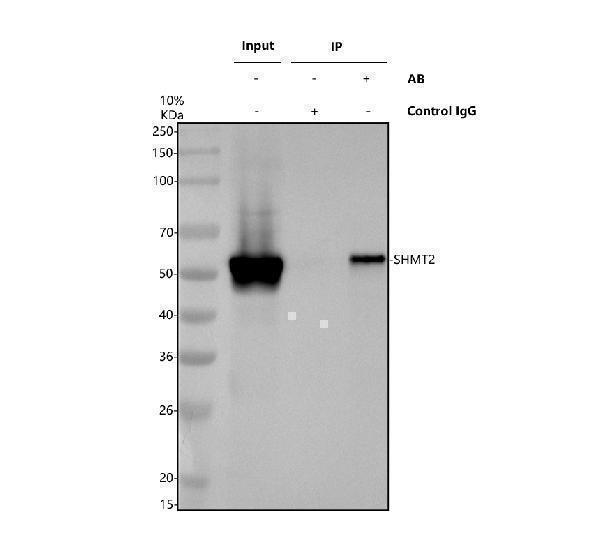 a03233 1 shmt2 primary antibodies ip testing 1