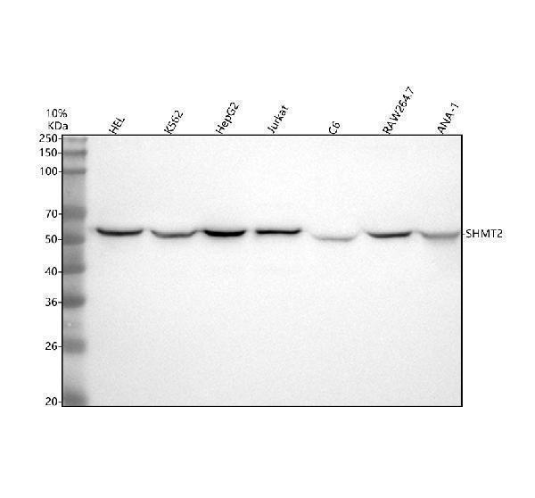 a03233 1 shmt2 primary antibodies wb testing 1