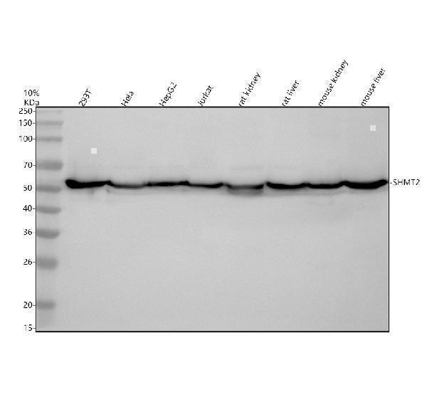 a03233 1 shmt2 primary antibodies wb testing 1_1