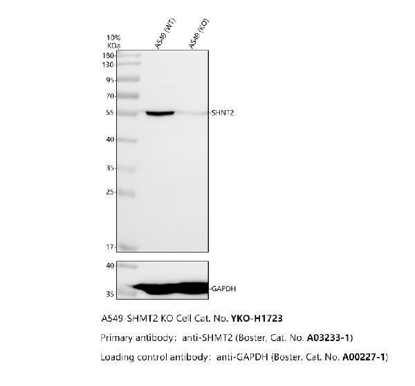 a03233 1 shmt2 primary antibodies wb testing 3