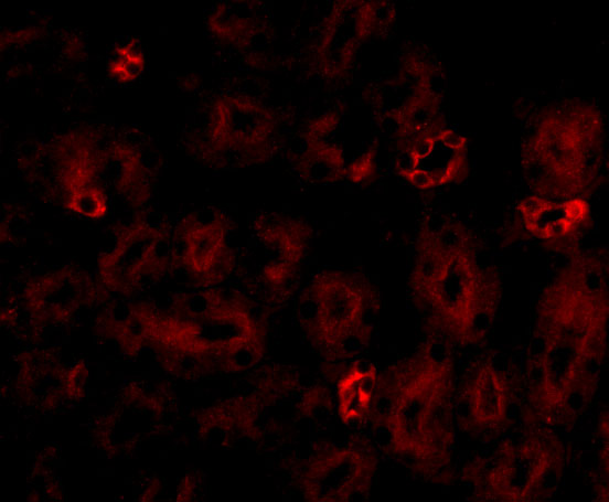 a03235 notum primary antibodies if testing 3