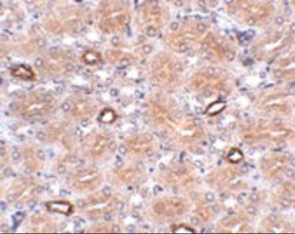 a03235 notum primary antibodies ihc testing 2