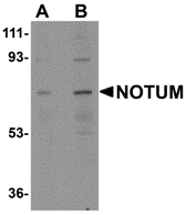 a03235 notum primary antibodies wb testing 1