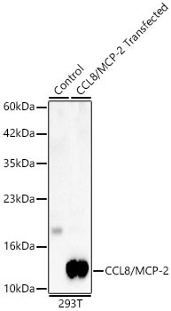 Western blot analysis of lysates from wild type (WT) and 293T cells transfected with CCL8 using CCL8 pAb at 1:1000 dilution