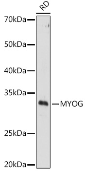a03238 myog primary antiboties wb testing 1