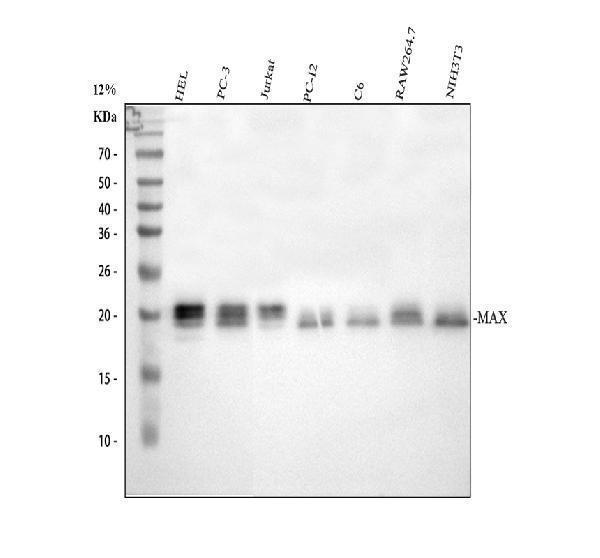 a03239 max primary antibodies wb testing 1