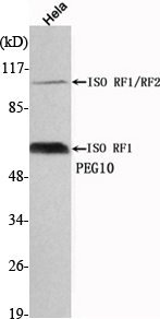 a03240 1 peg10 primary antibodies wb testing 1