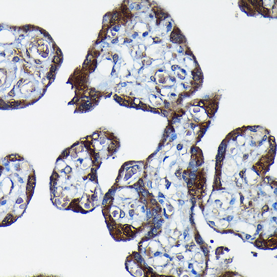a03240 2 peg10 primary antiboties ihc testing 4