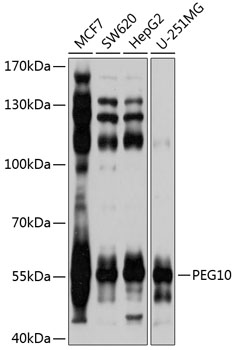 a03240 2 peg10 primary antiboties wb testing 1