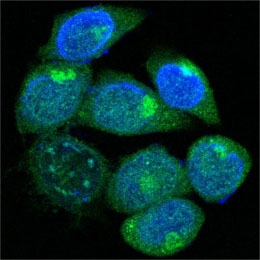 a03240 peg10 primary antibodyes if testing 3