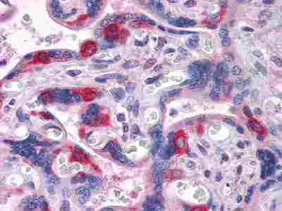 a03240 peg10 primary antibodyes ihc testing 1