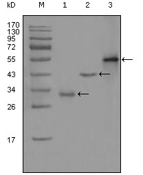 a03240 peg10 primary antibodyes wb testing 2