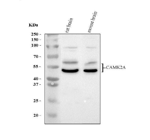 a03241 1 camk2a primary antibodies wb testing 1