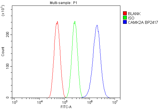a03241 2 camk2a primary antibodies fcm testing 2_1