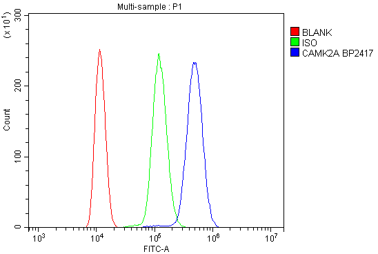 a03241 2 camk2a primary antibodies fcm testing 3