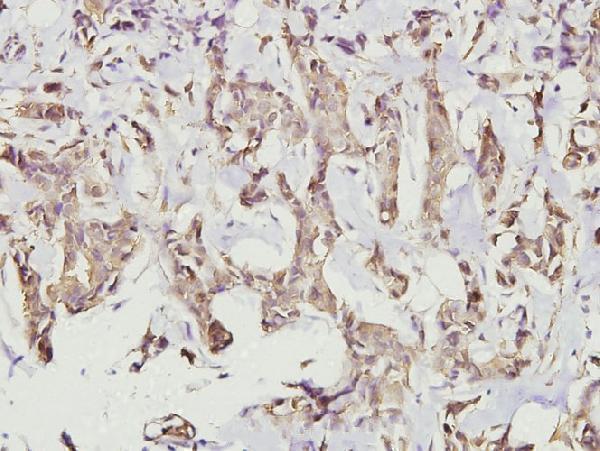 a03241 3 camk2a primary antiboties ihc testing 2