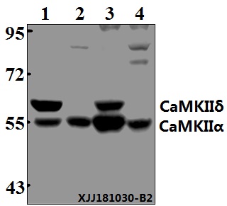 a03241 3 camk2a primary antiboties wb testing 1