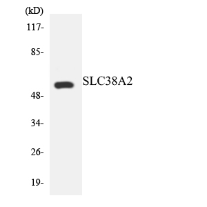 a03242 1 slc38a2 primary antibodies wb testing 3