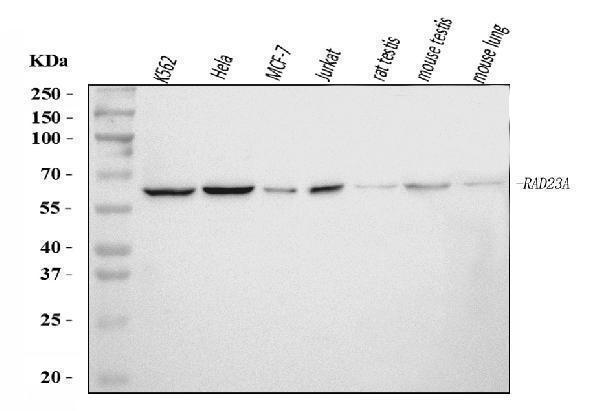  Western blot analysis of HHR23A/RAD23A using anti-HHR23A/RAD23A antibody (A03243-3)