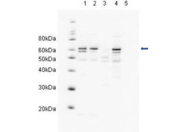 a03243 rad23a primary antibodies wb testing 1