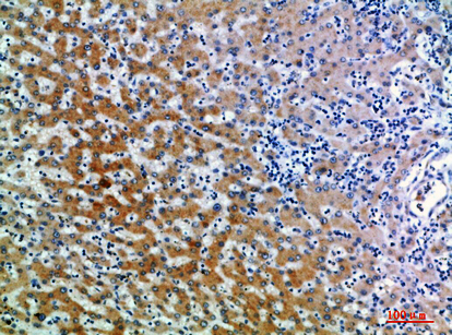 a03248 cd109 primary antibodies ihc testing 1