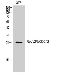a03252 rac1 primary antibodies wb testing 2