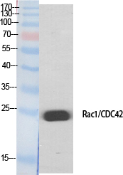 a03252 rac1 primary antibodies wb testing 3