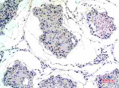 Immunohistochemical analysis of paraffin-embedded rat-testis, antibody was diluted at 1:100