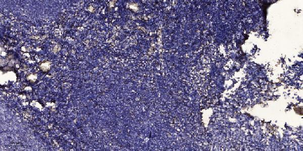 Immunohistochemical analysis of paraffin-embedded human tonsil