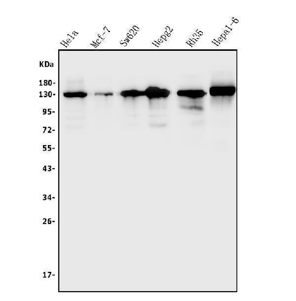 a03258 3 trim24 primary antibodies wb testing 1