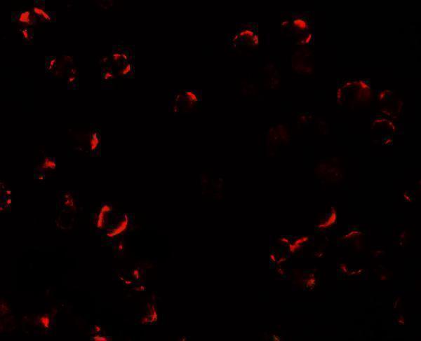 a03258 trim24 primary antibodies if testing 3