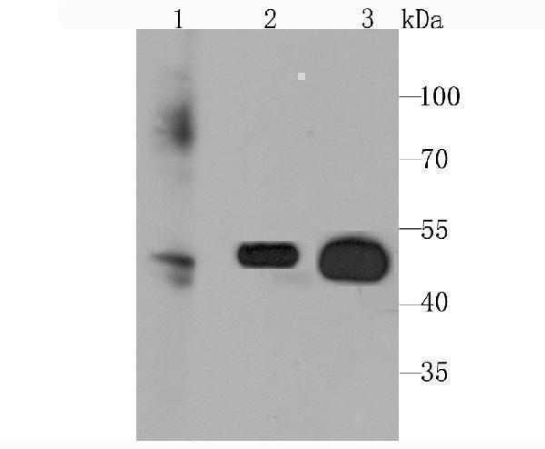 Western blot analysis of Glucose Transporter GLUT3 on different cell lysate using anti-Glucose Transporter GLUT3 antibody at 1/1,000 dilution