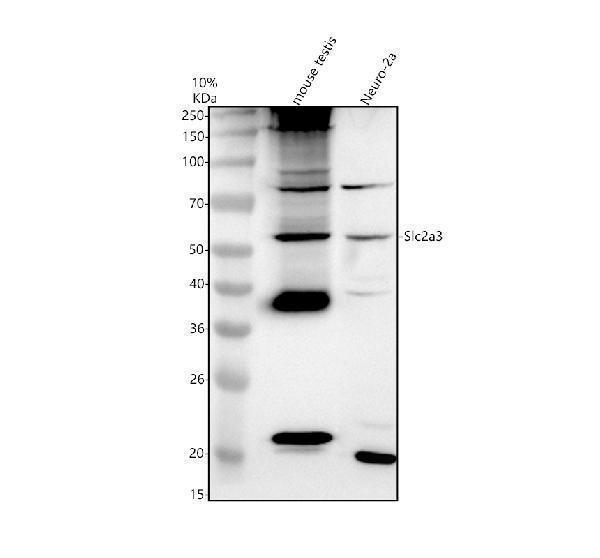 Western blot analysis of SLC2A3 using anti-SLC2A3 antibody (A03259-2)